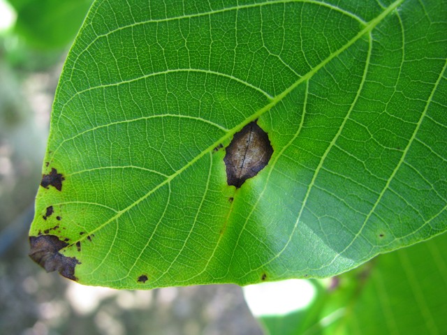 Anthracnose sur feuille Anthracnose sur feuille
