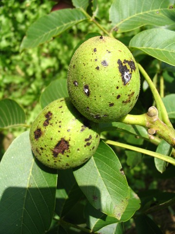 Anthracnose sur fruit Anthracnose sur fruit