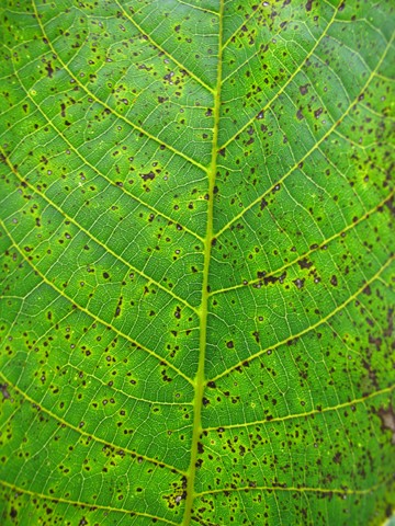bactériose sur feuille bactériose sur feuille