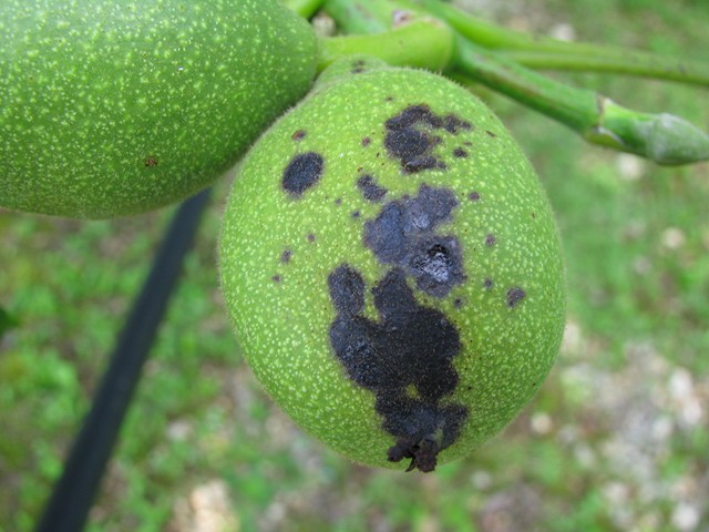 bactériose sur fruit bactériose sur fruit