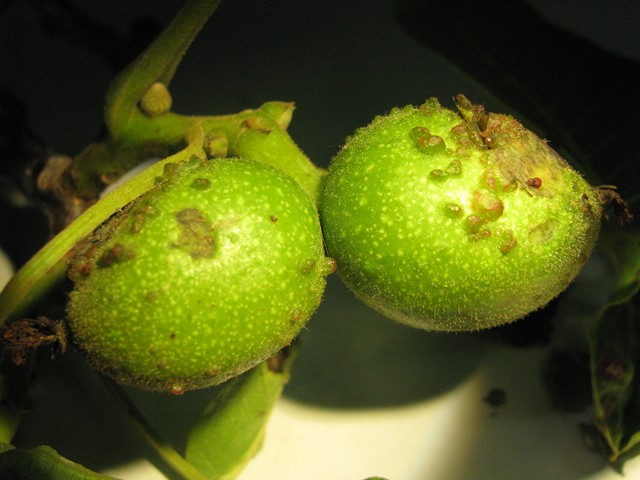 erinose sur fruit erinose sur fruit